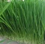 Hidroponiese groenvoer