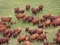 Speenkalf pryse vleispryse