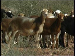 droogtehulp en droogte