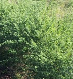 Groenvoer sonder einde