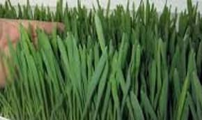 Groenvoer nog en nog