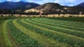 voer, gras of lekker lusern