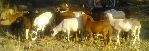 skaap Damara Meatmaster